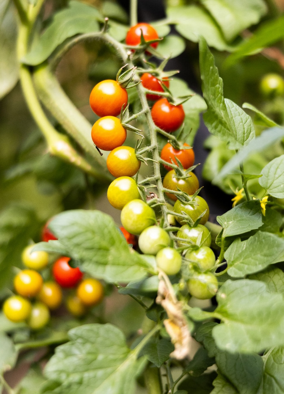 How Long Does It Take a Tomato to Ripen on the Vine? • Gardenary