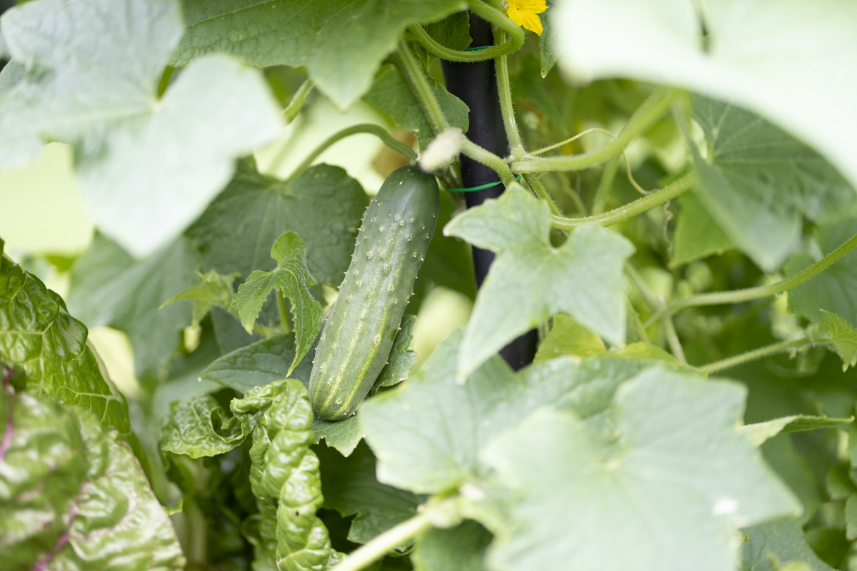 Should You Grow Cucumbers Directly from Seed in the Garden? • Gardenary
