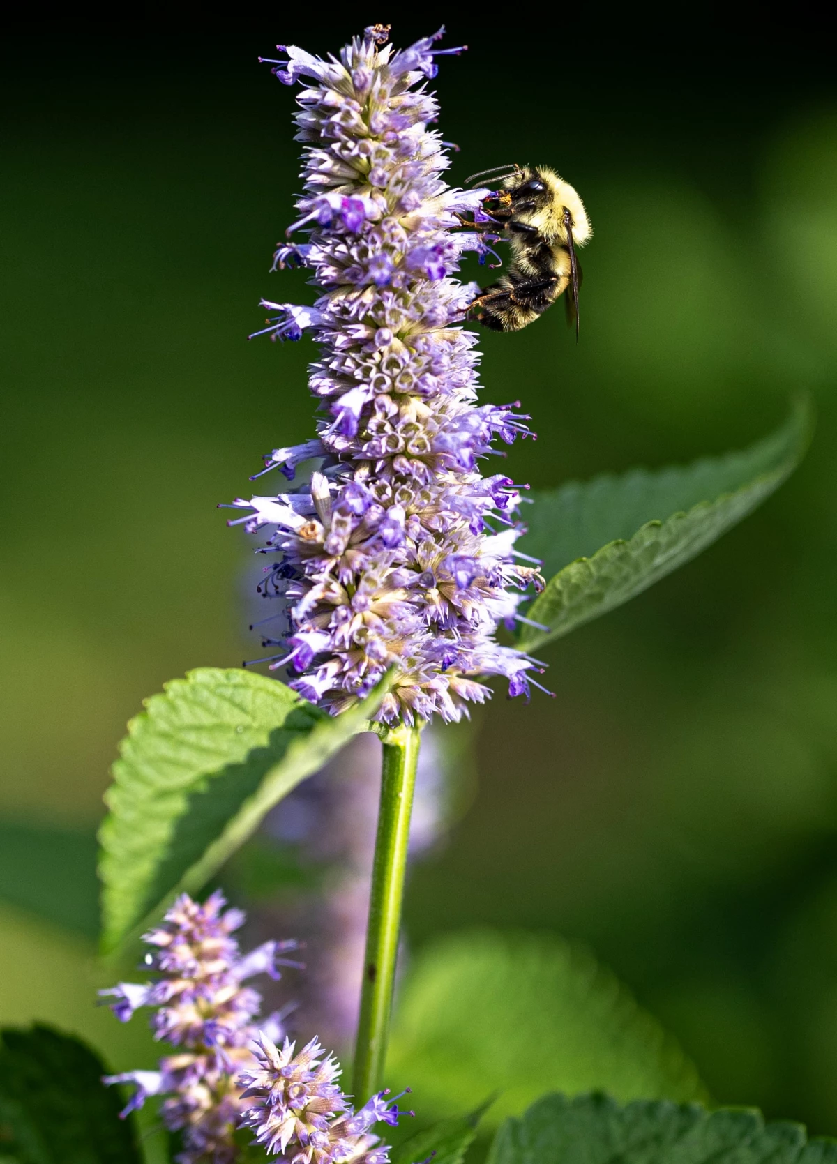 Easy Plants That Attract Bees and Butterflies to the Garden • Gardenary