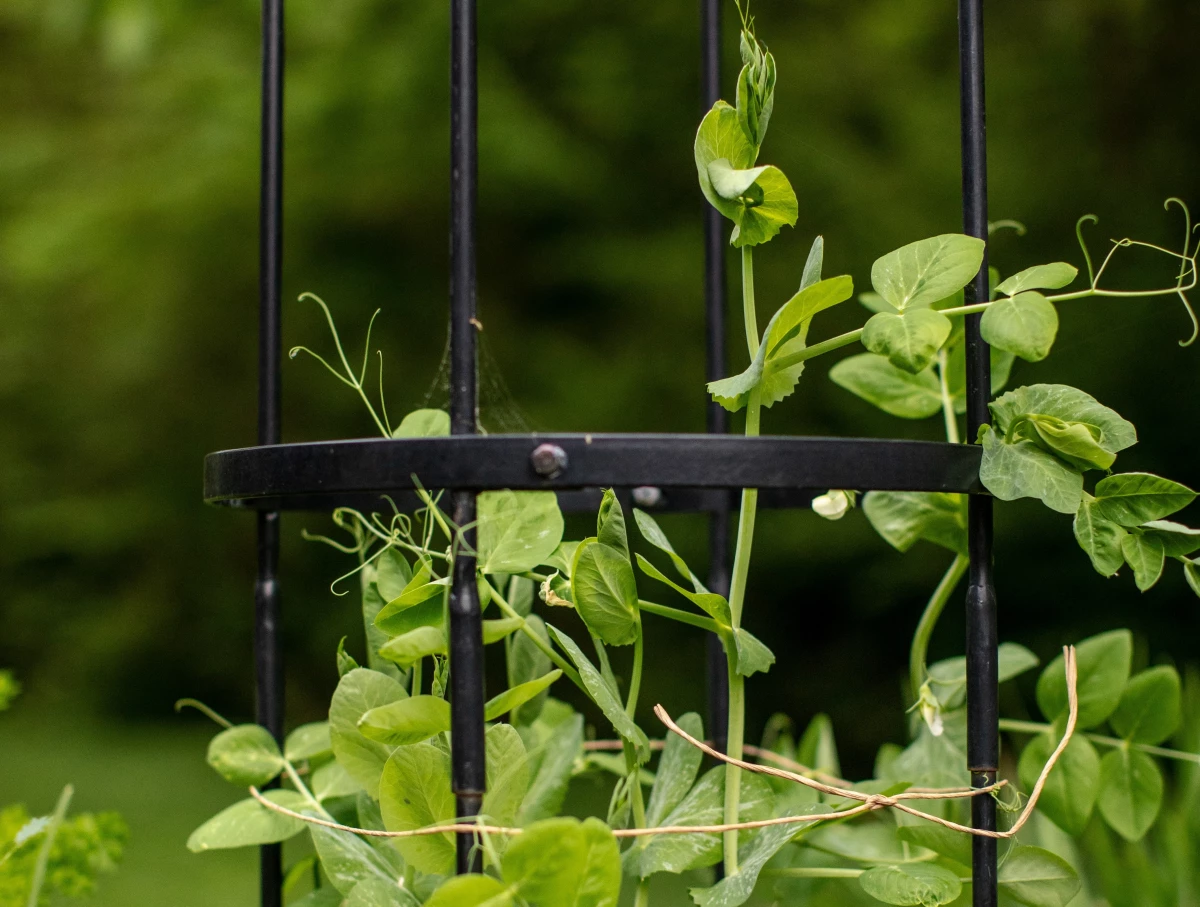 10 Things to Do in Winter to Prepare for Your Spring Garden • Gardenary