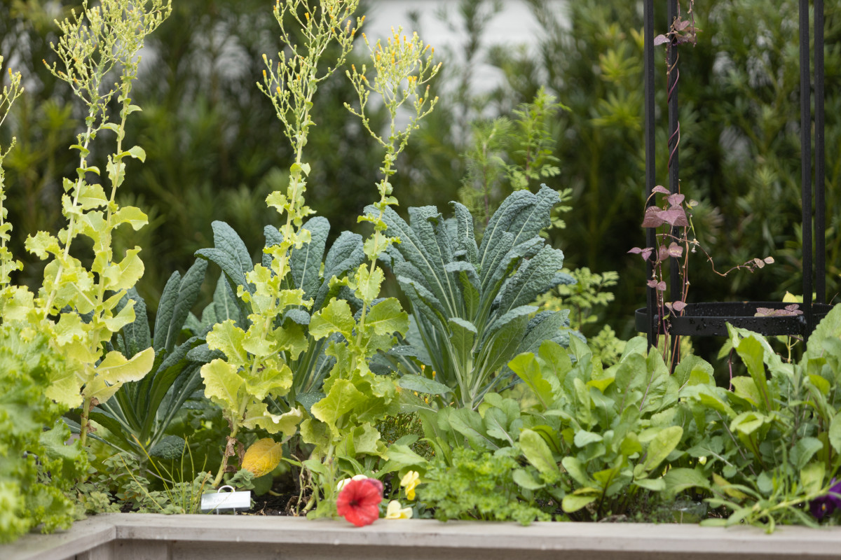 Is It Okay to Eat Bolting Lettuce? • Gardenary