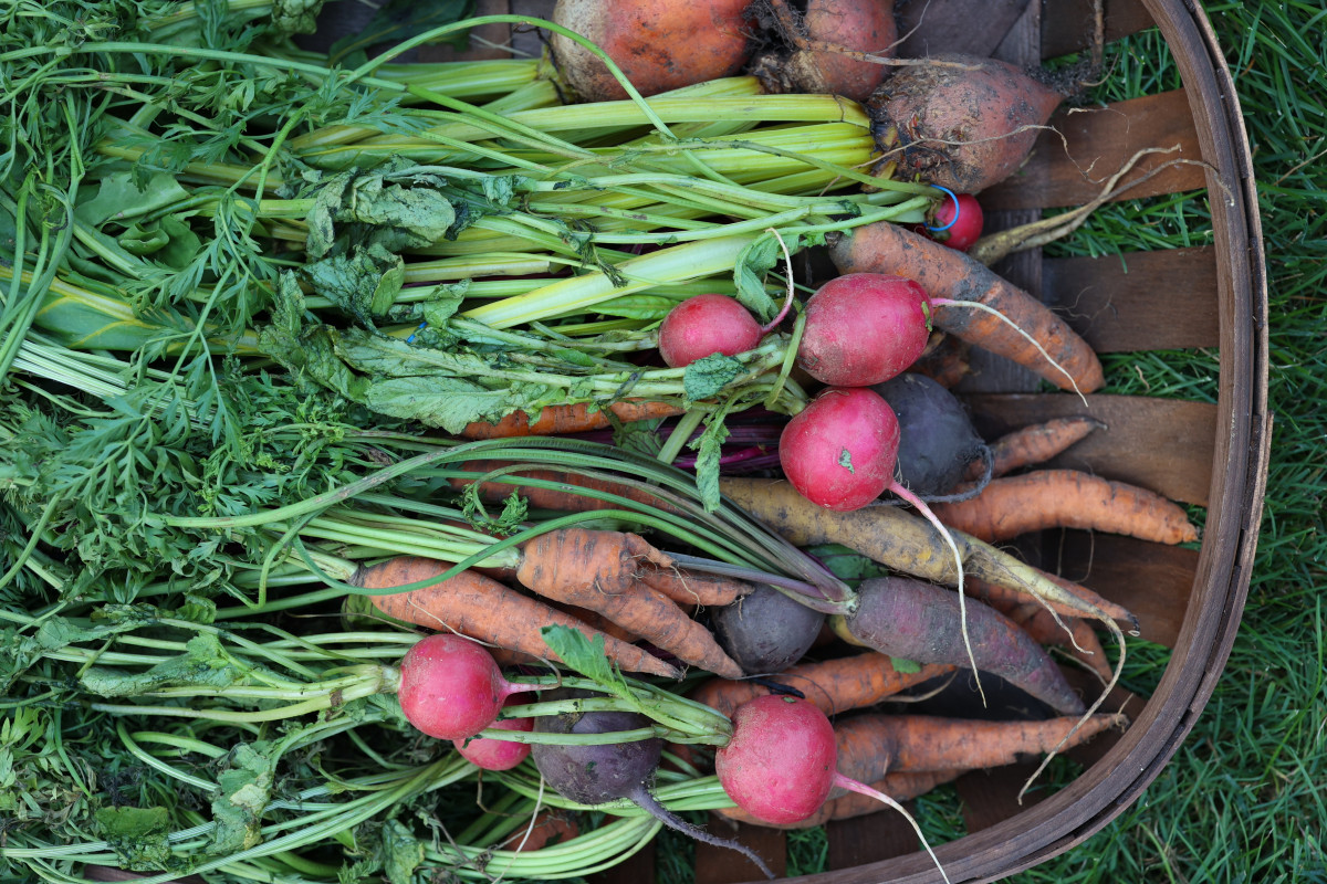 15 Things You Can Still Plant in December if Your Soil Is Workable