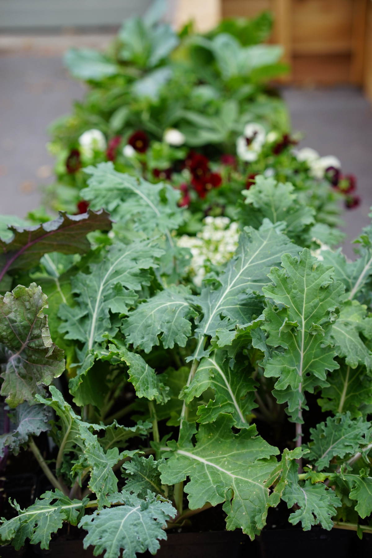 What to Plant in Your Kitchen Garden in March • Gardenary