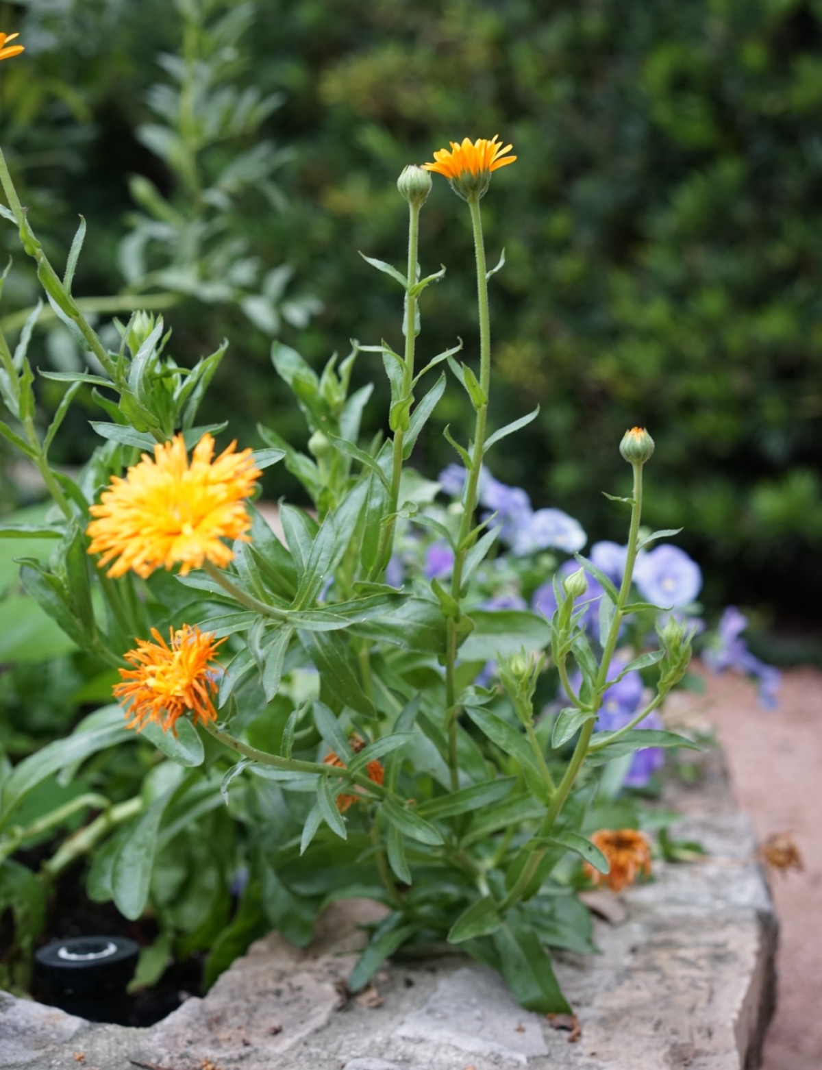 14 of the Best Flowers to Grow in a Vegetable Garden • Gardenary
