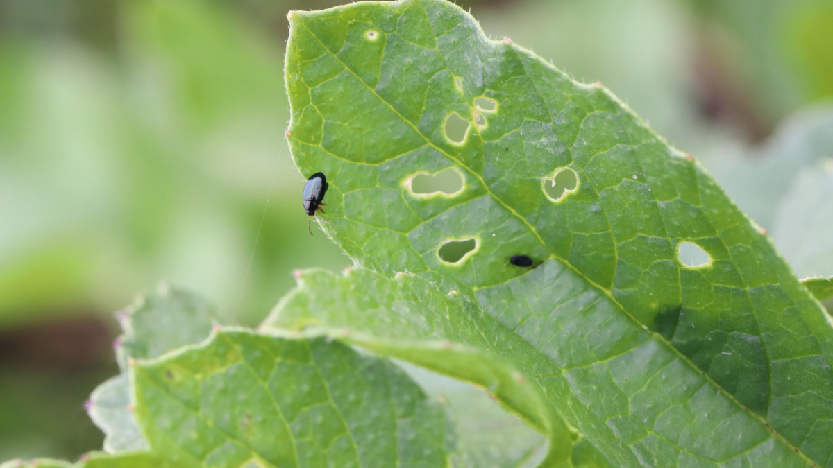 5 Steps to Get Rid of Flea Beetles on Plants in the Vegetable Garden   Gardenary