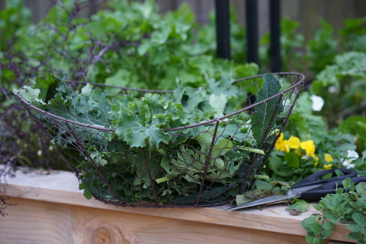 How to Harvest Kale and Encourage More Leaf Growth • Gardenary
