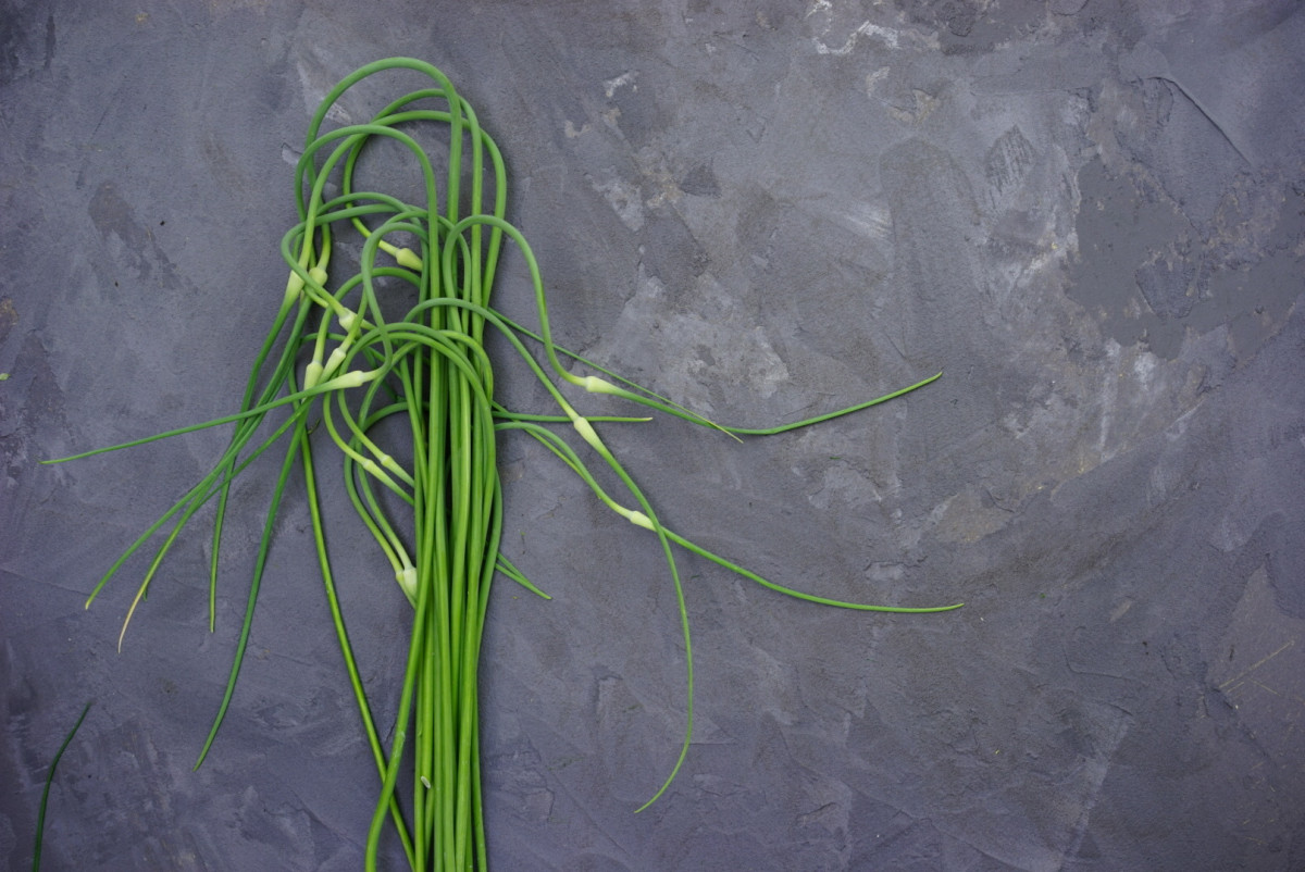 What Are Garlic Scapes? • Gardenary