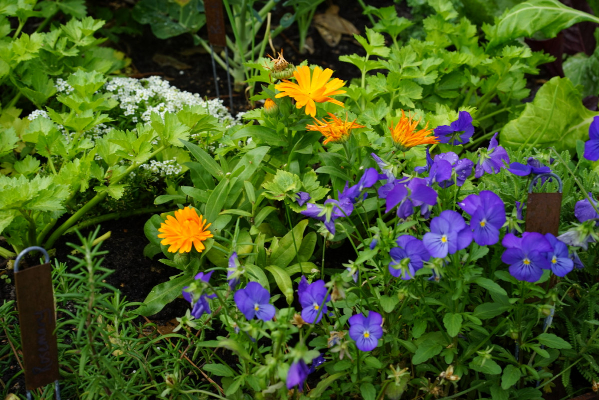 Our Favorite Flowers to Grow in Cool Weather • Gardenary