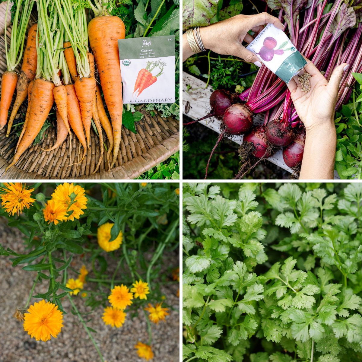 What to Plant in March: 10 Organic Picks for Every Climate  Gardenary