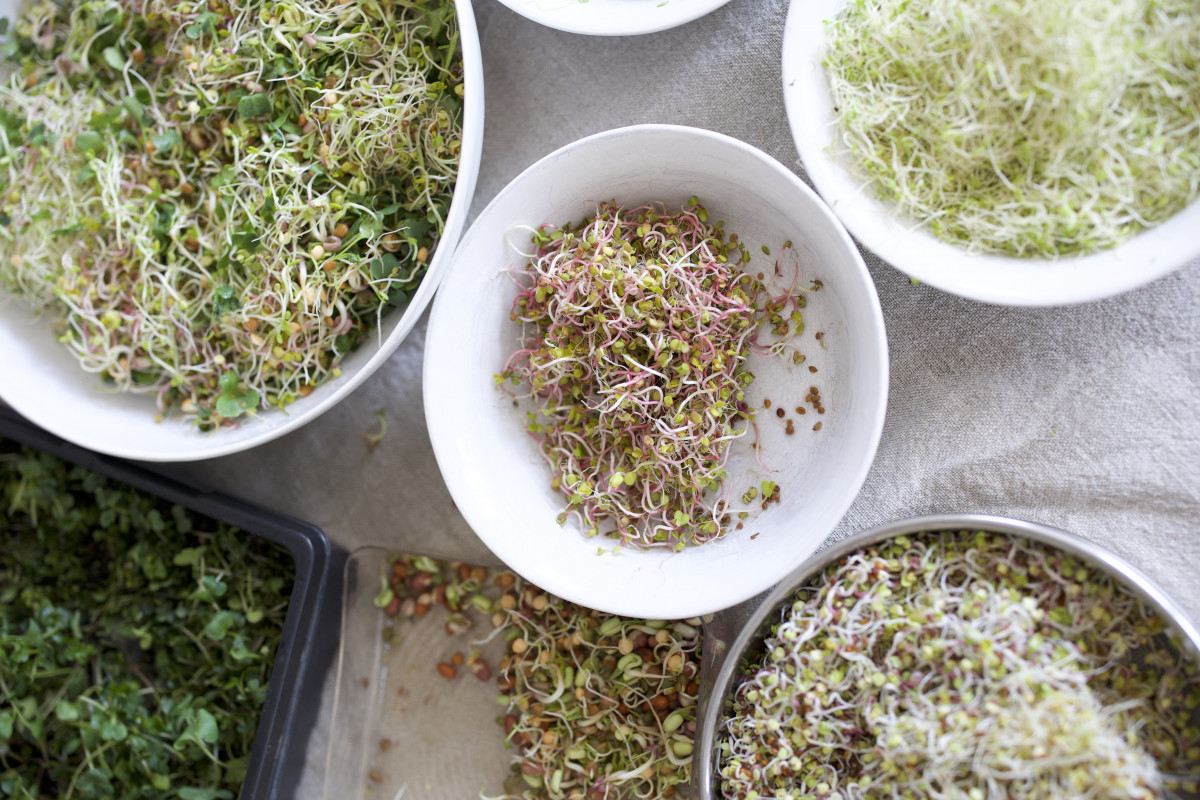 My Favorite Types of Sprouts to Grow at Home • Gardenary
