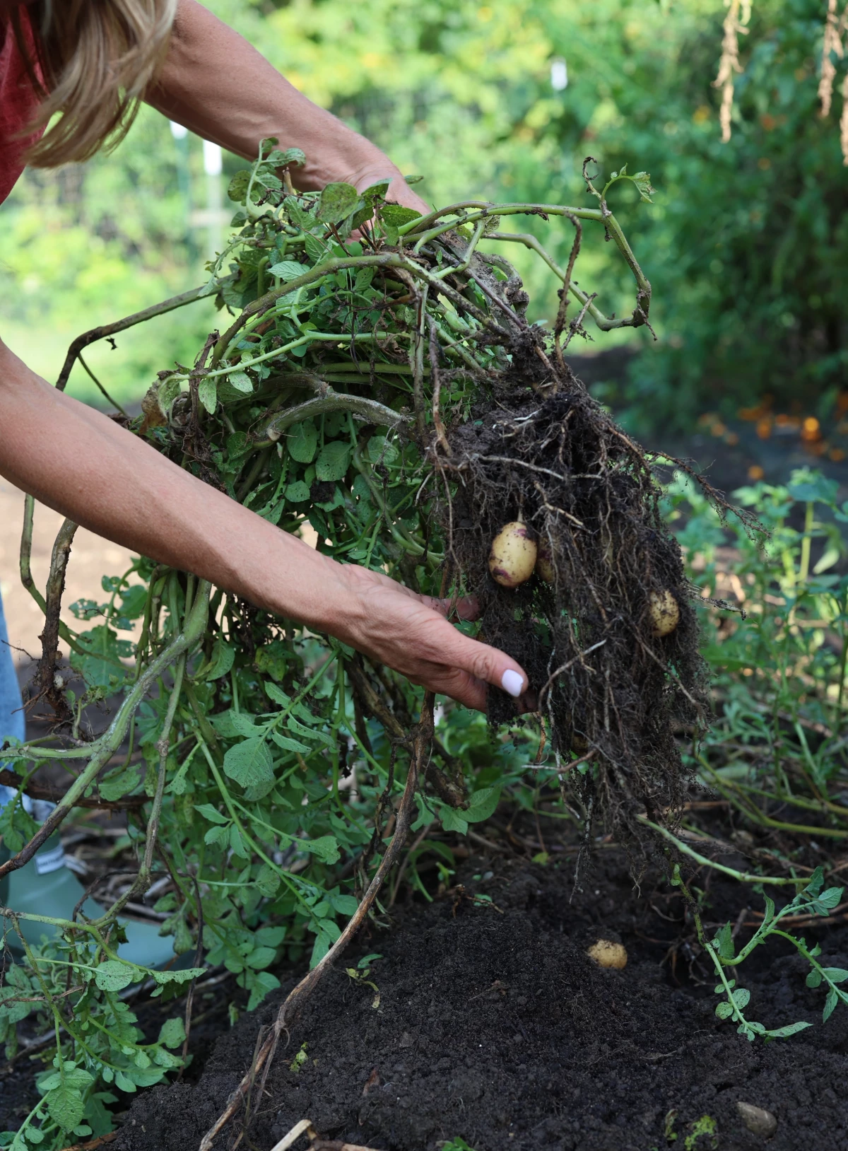 3 Signs Your Potatoes Are Ready for Harvest • Gardenary