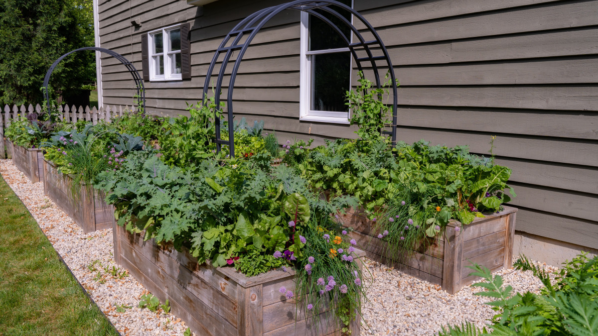 What’s Growing in My Garden in June? • Gardenary