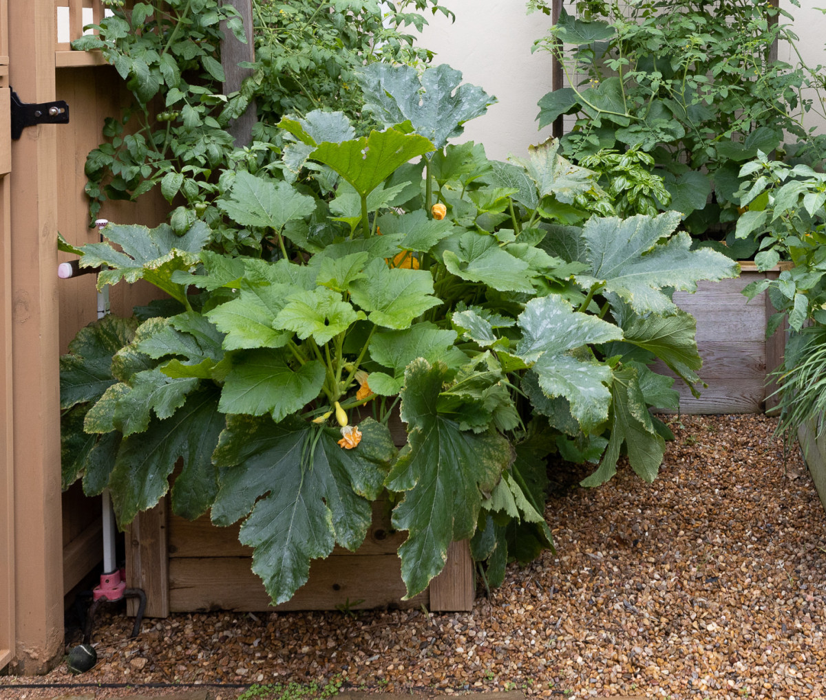 Why Are My Baby Squash Fruits Turning Brown at the Tips? • Gardenary