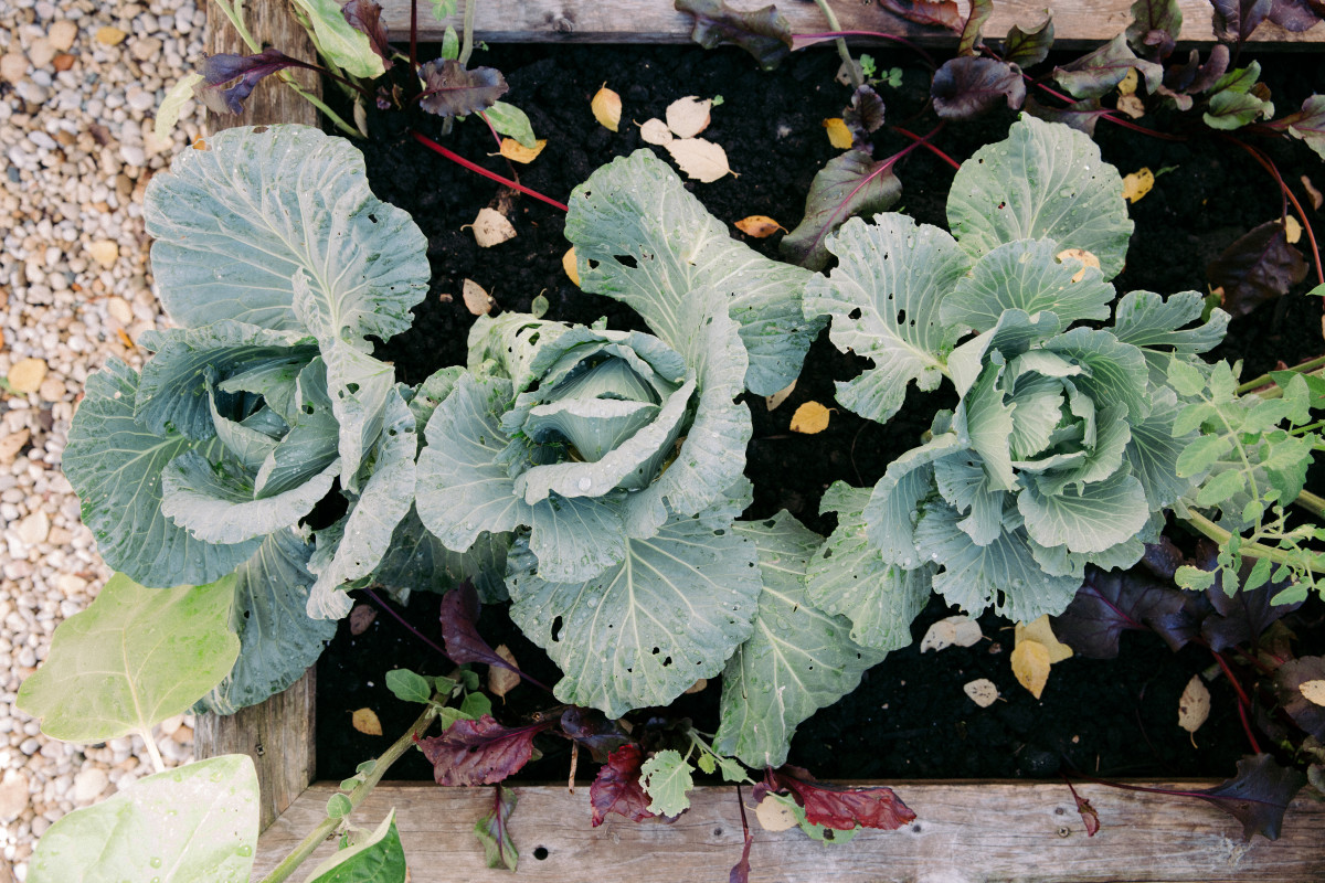 Why Are There Holes in My Cabbage Leaves? • Gardenary