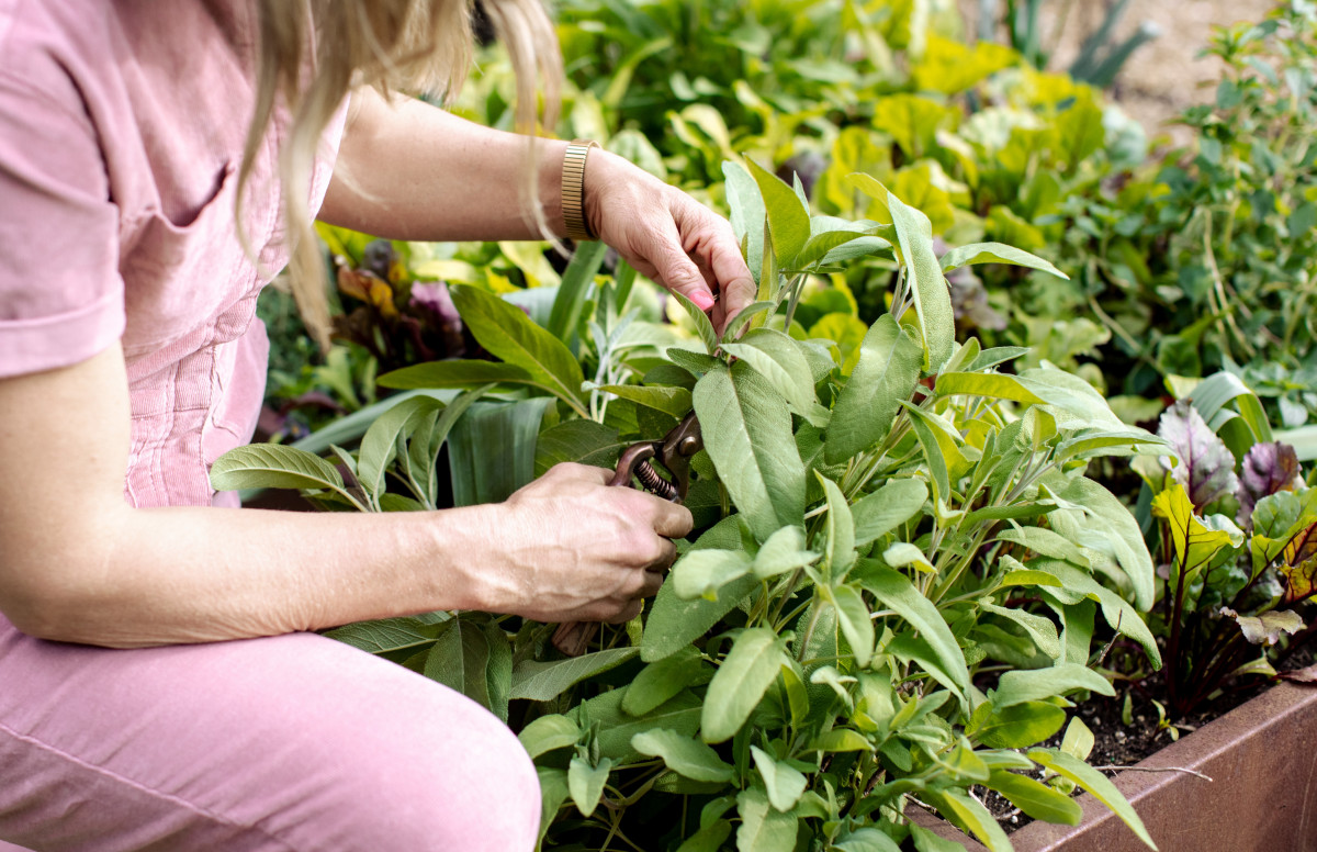 How to Grow Your Own Organic Sage  Gardenary