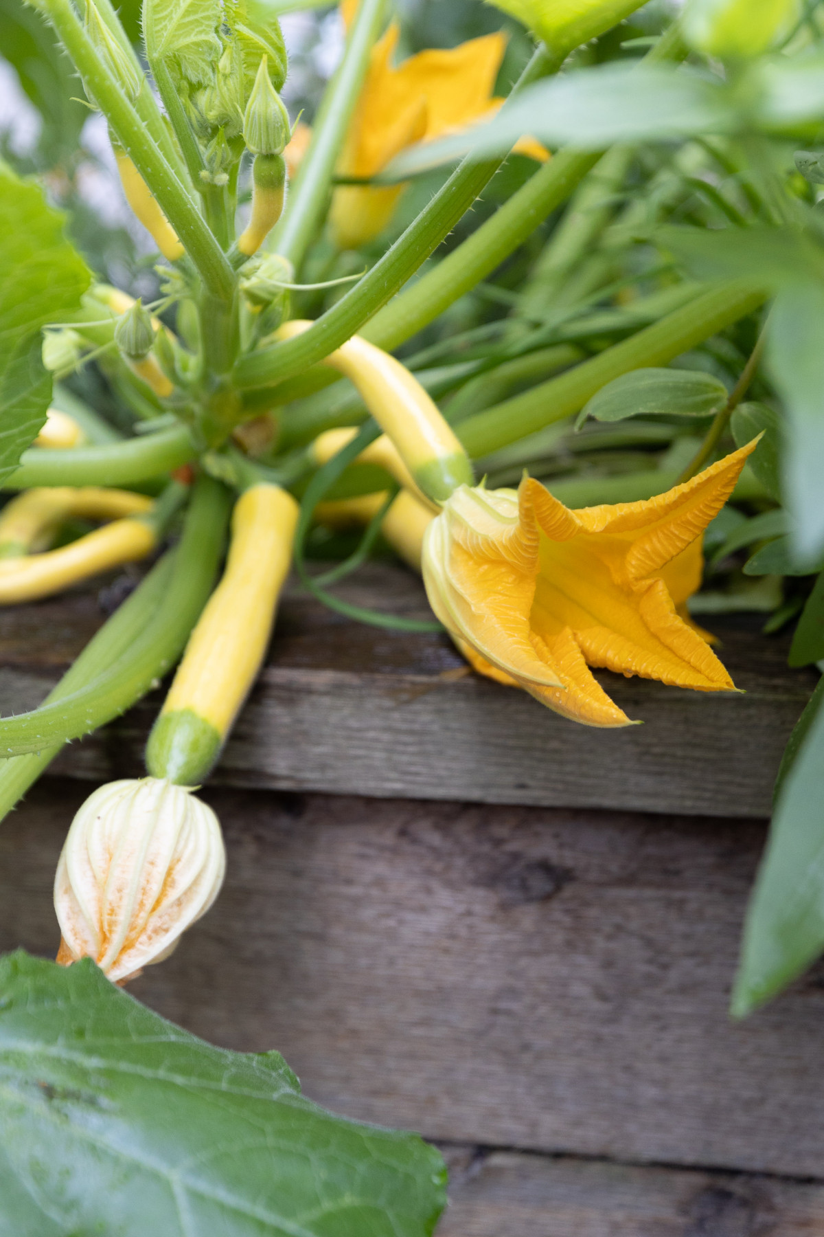 How to Prune Summer Squash Growing in a RaisedBed Garden • Gardenary