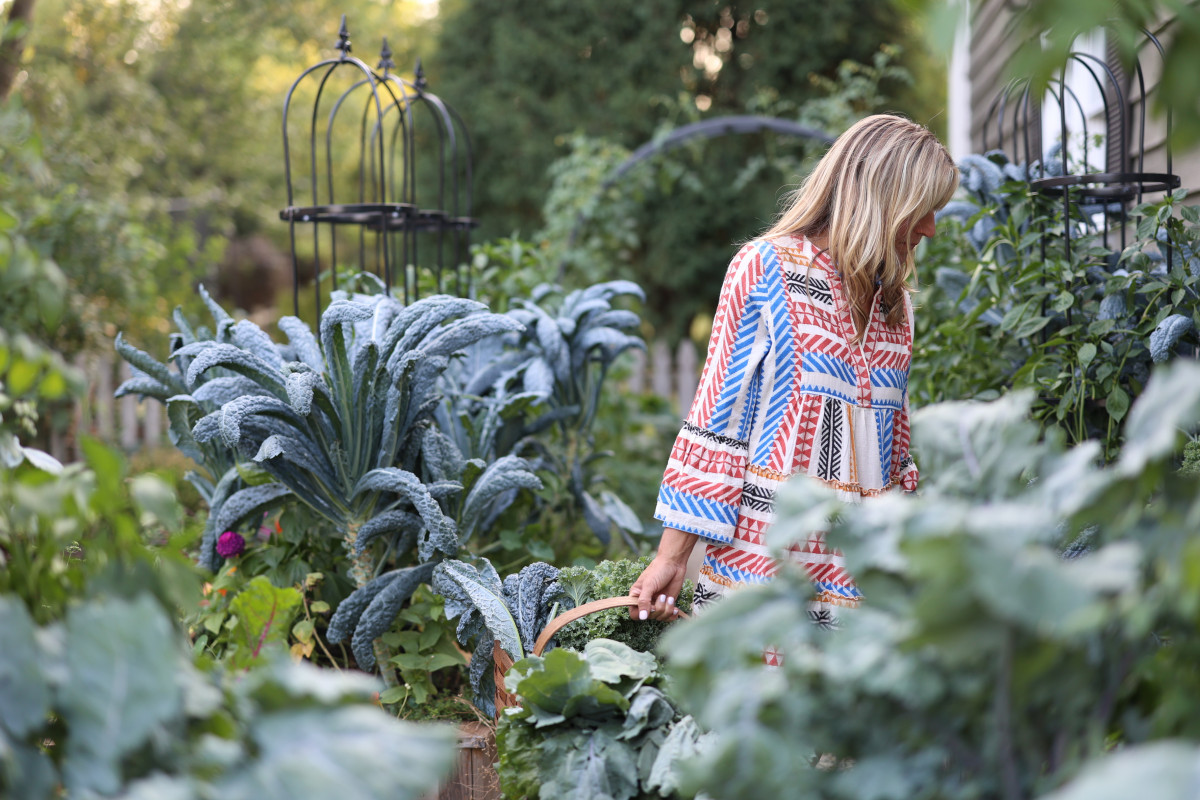 How to Grow Your Own YearRound Supply of Kale • Gardenary