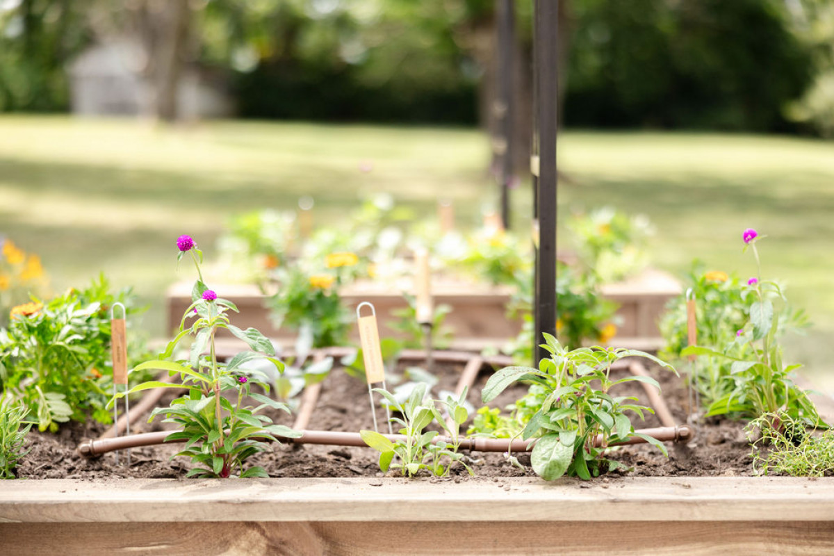 Should You Plant Seeds or Plants in Your Garden?  Gardenary