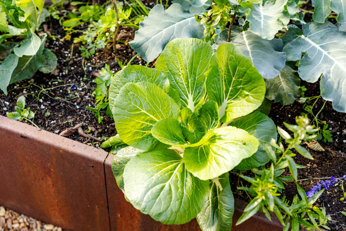 What to Plant in December in Your Kitchen Garden  Gardenary