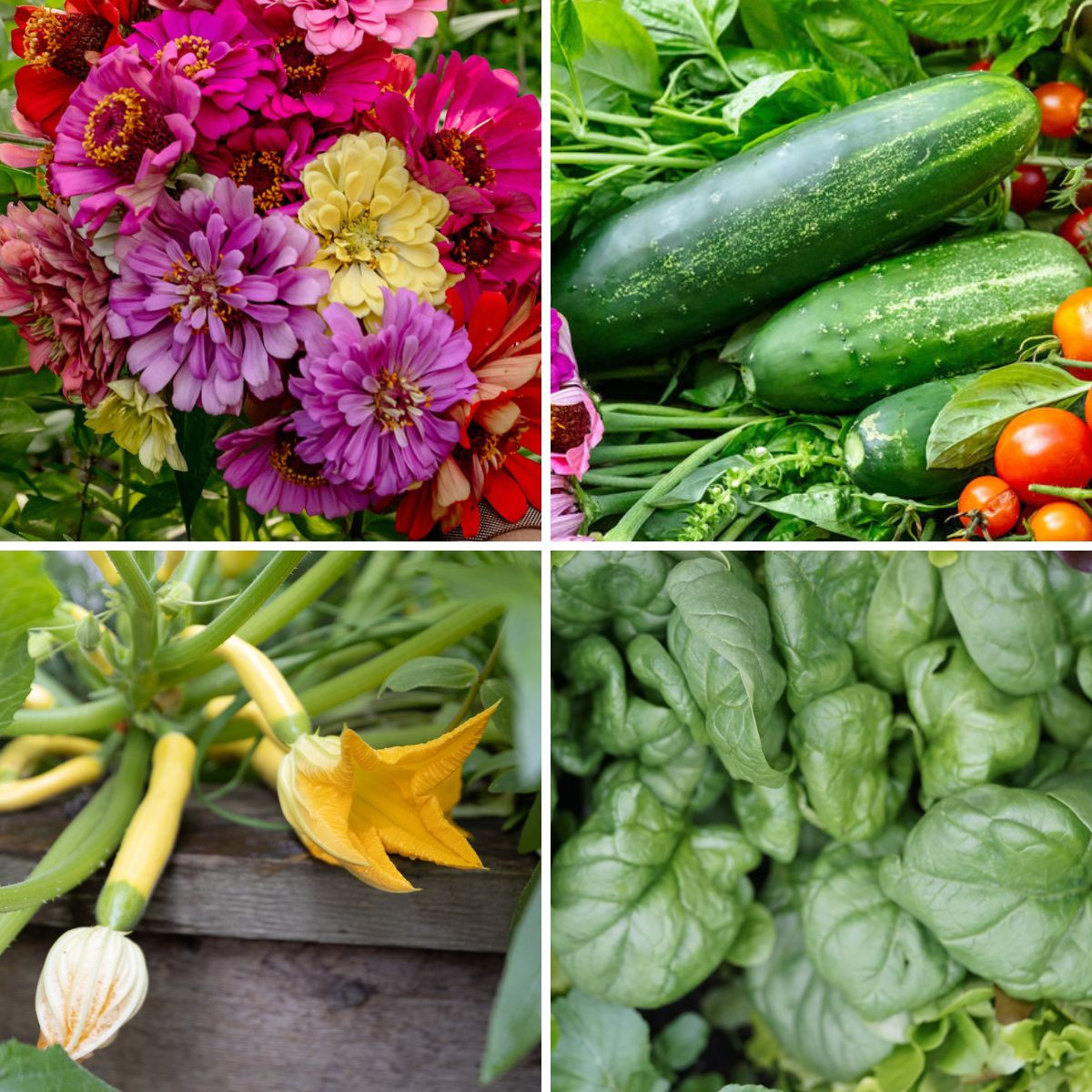 What to Plant in April By Climate: Hot, Mild, and Cold  Gardenary