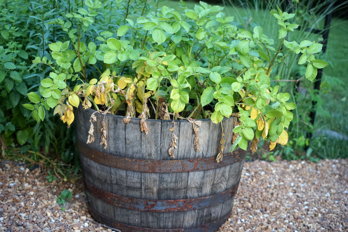 Why Are My Potato Leaves Turning Yellow? • Gardenary