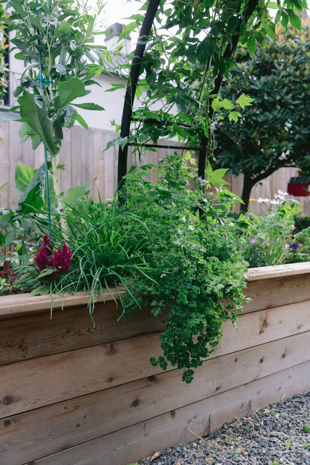 How to Grow Parsley in an Organic Herb Garden • Gardenary