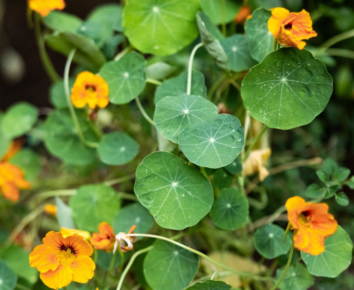 How to Grow, Harvest, and Enjoy Nasturtium Flowers • Gardenary