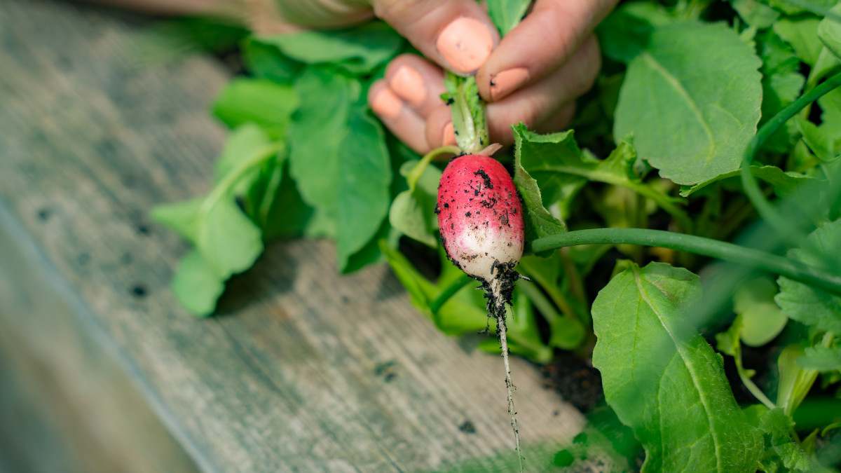 Is It Okay to Replant Thinned Radishes? • Gardenary