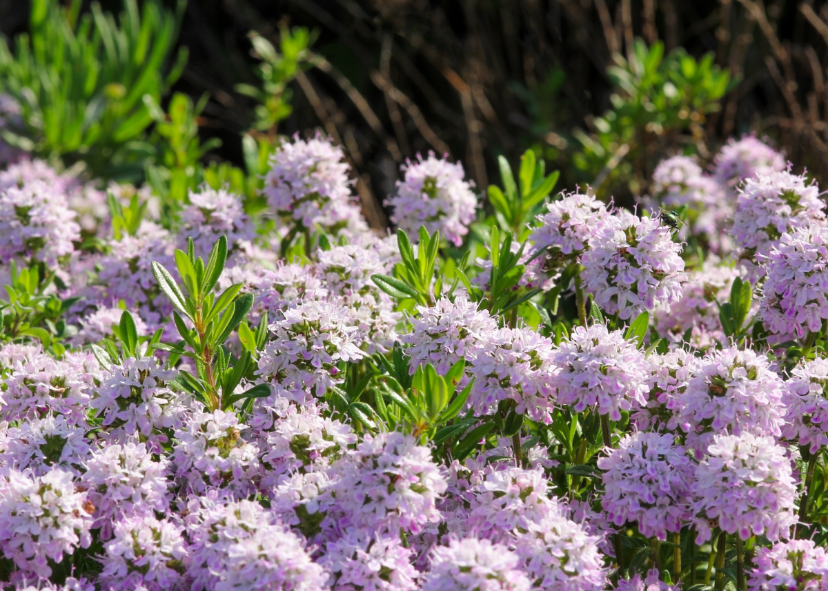 How To Grow Summer Savory In An Organic Herb Garden Gardenary