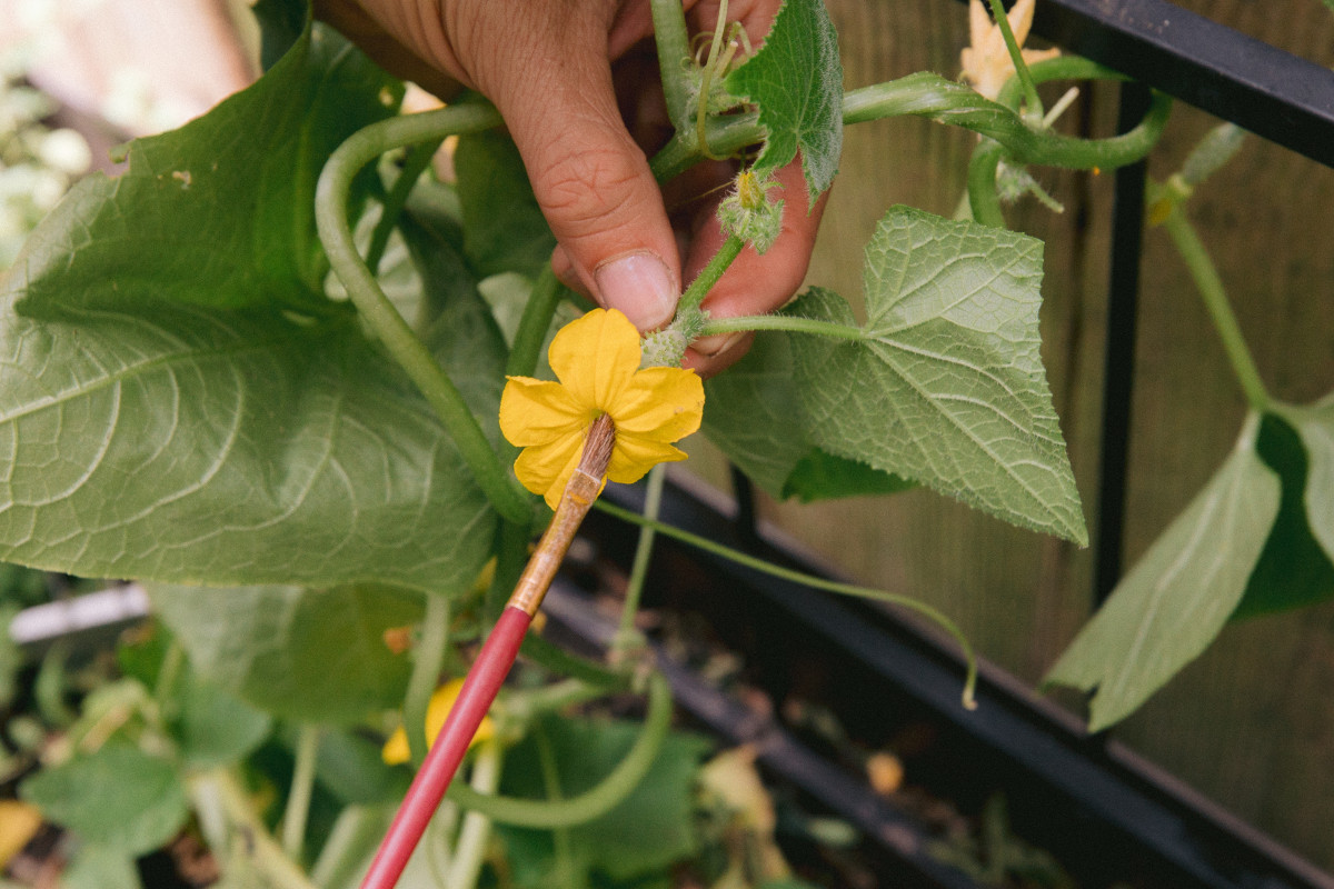 How to Hand Pollinate Cucumbers • Gardenary