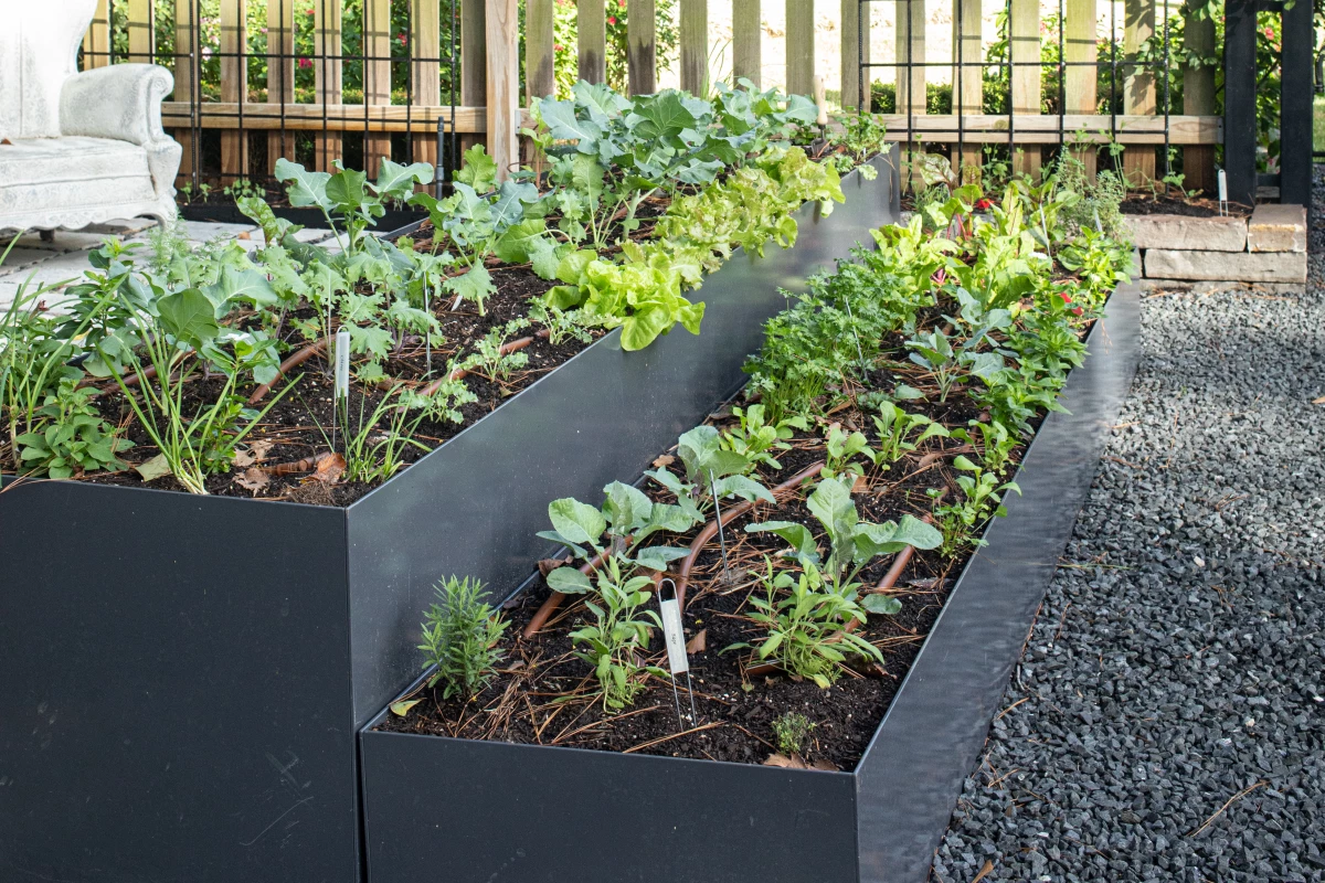 The Best Plants to Grow in Your Kitchen Garden in Early Spring • Gardenary