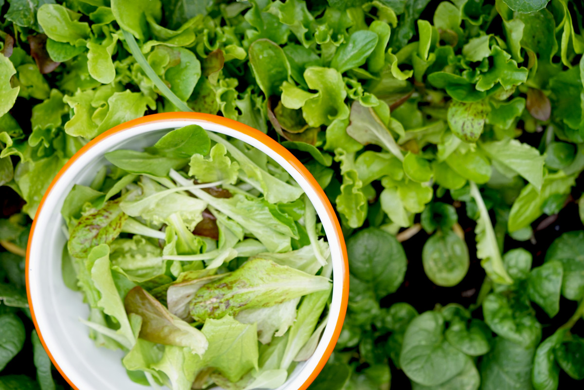 Grow Your Own Organic Spring Mix Salad • Gardenary