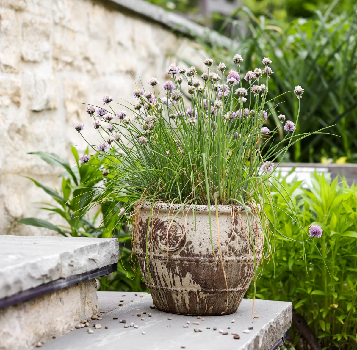 The Best Herbs to Grow at Home for Beginner Gardeners • Gardenary