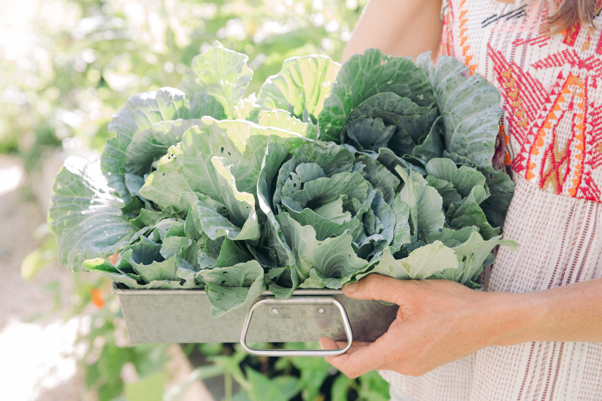 How to Grow Cabbage in Your Kitchen Garden • Gardenary