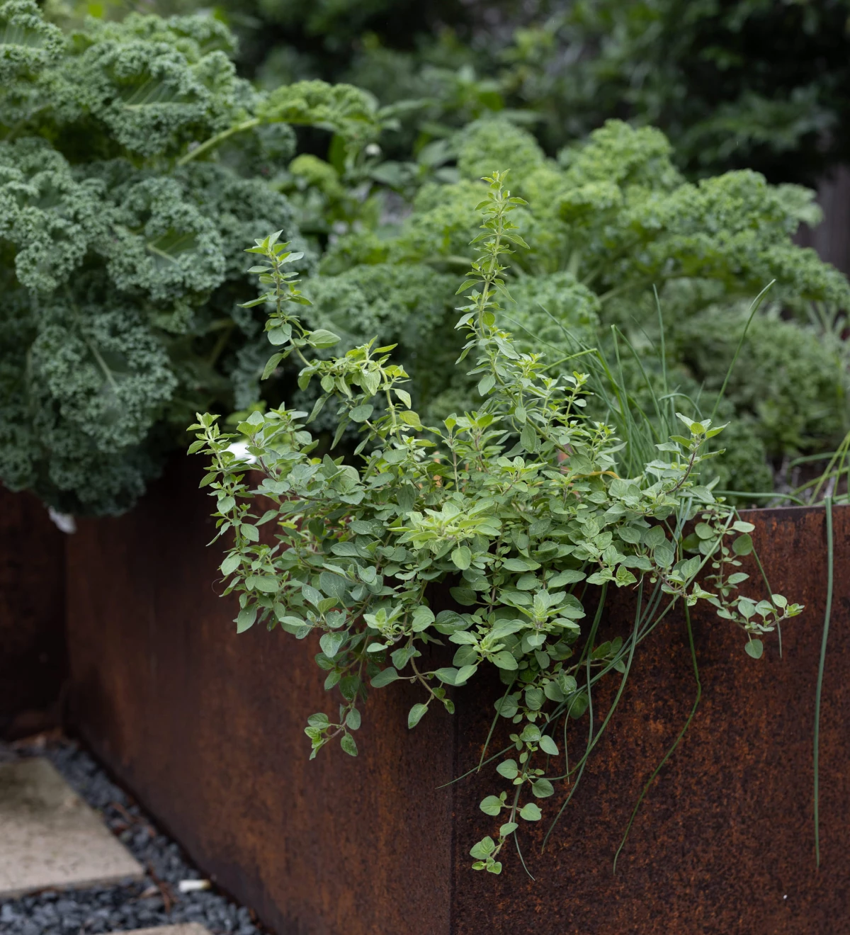 The Best Herbs to Plant in Your Kitchen Garden to Repel Garden Pests ...