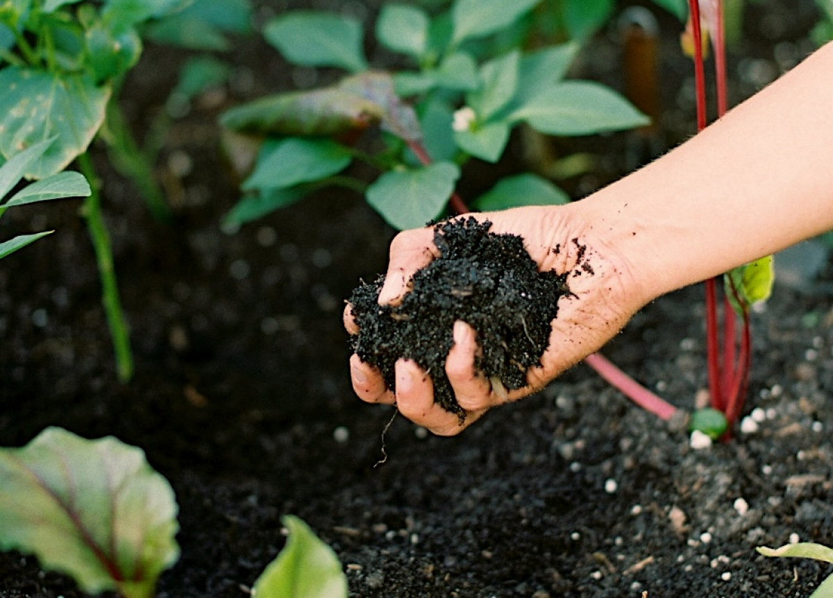 What Type of Garden Soil Is Best for Raised Beds? • Gardenary, image size:1200x862