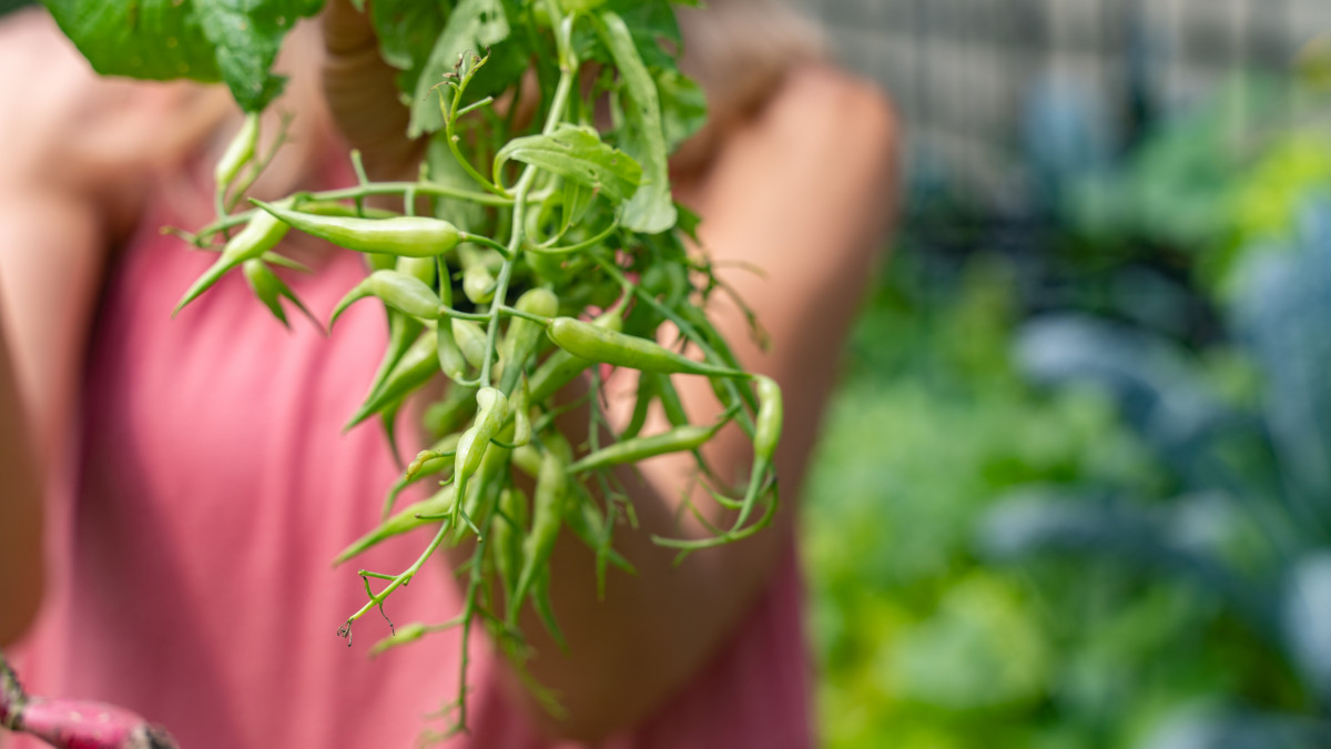 Where Do Radish Seeds Come From? • Gardenary