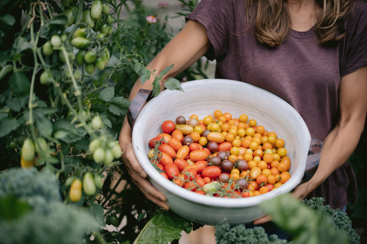 The Easiest Tomato Varieties to Grow in Your Garden • Gardenary