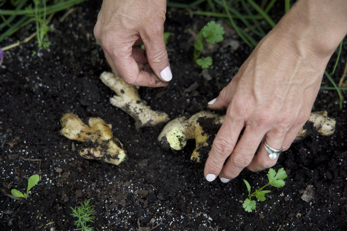 How to Grow Your Own Organic Ginger  Gardenary