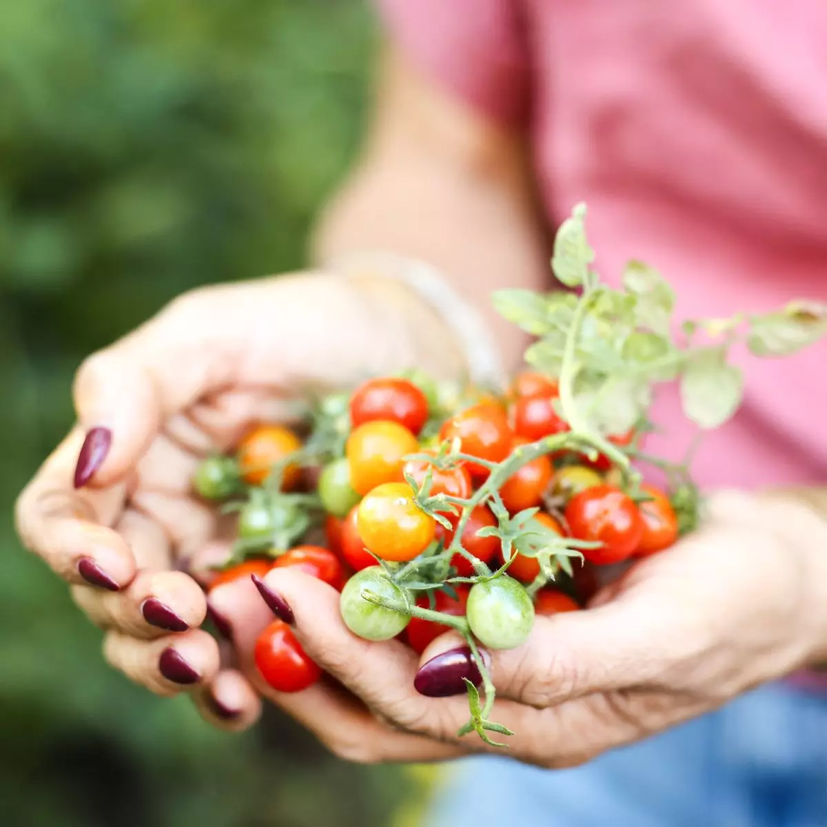 The Best (and Worst) Companion Plants for Tomatoes  Gardenary