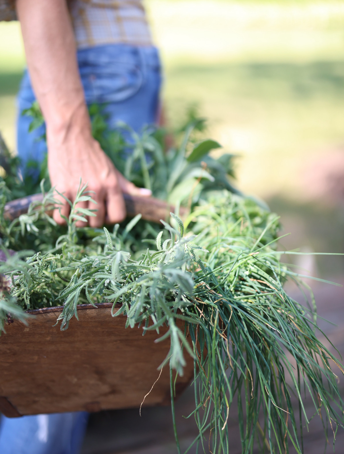 How to Save Chives from Your Garden so You Never Have to Buy Chives