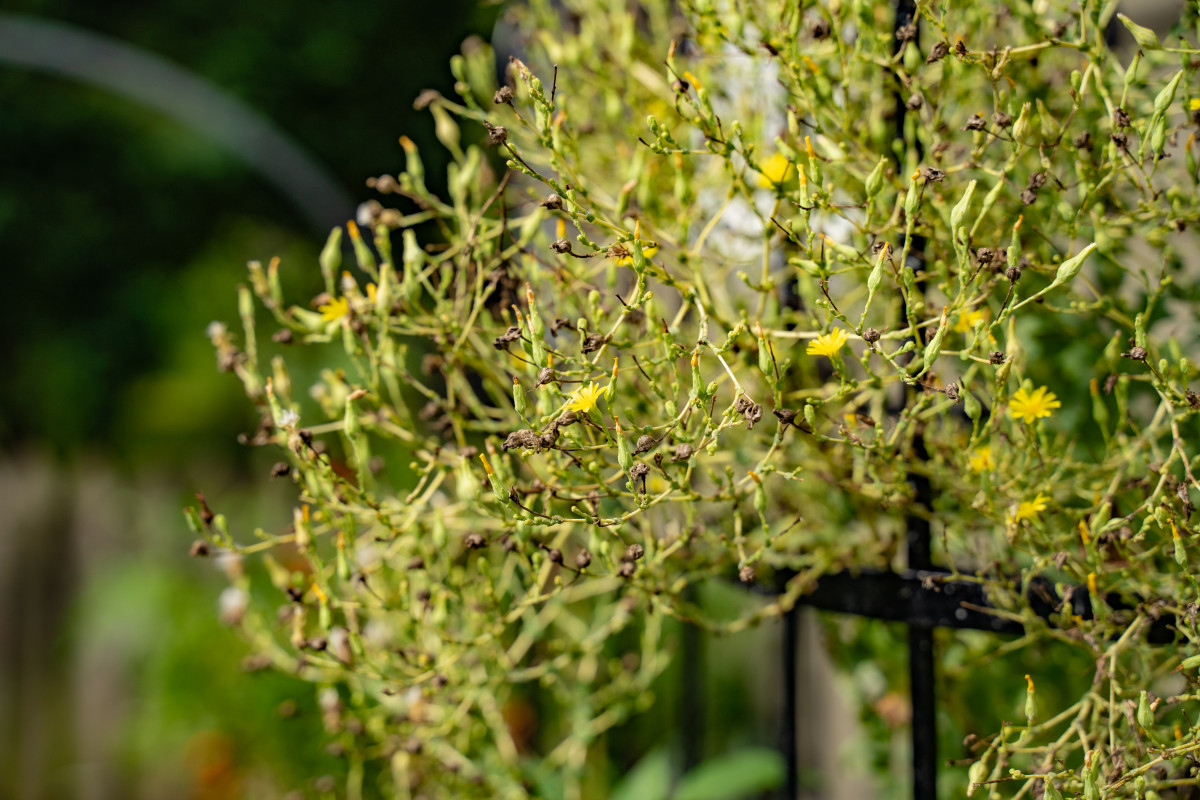 Where Do Lettuce Seeds Come from? • Gardenary