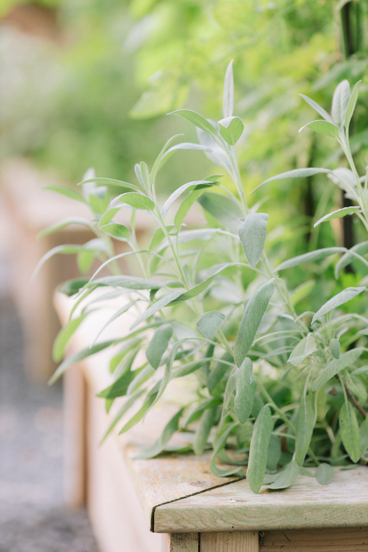 Which Herbs Are Perennials? • Gardenary
