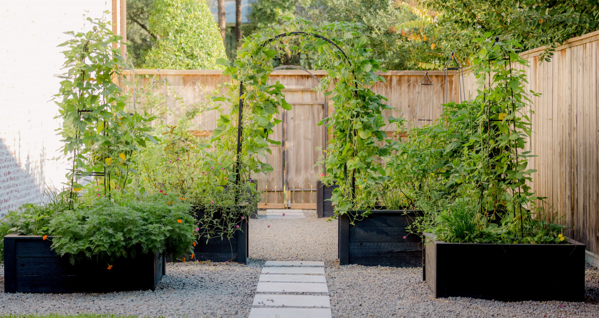 Why You Should Grow Cucumbers on a Trellis  Gardenary