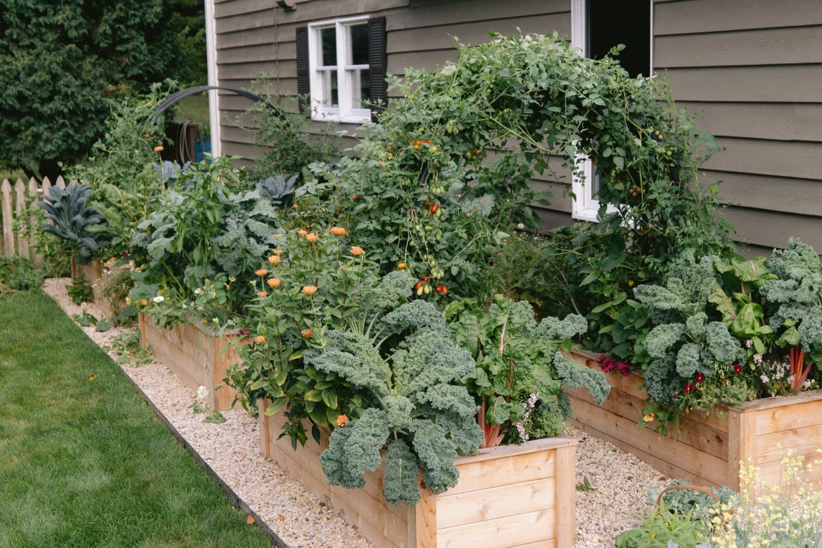 3 Steps to Set Up an Organic Vegetable Garden at Home • Gardenary