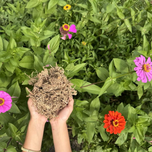 What Kind of Soil for Indoor Vegetable Garden: Best Picks