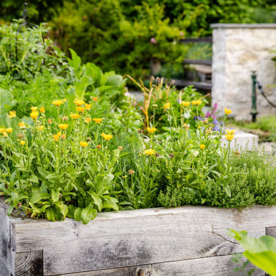 Where to Plant Dill in Vegetable Garden: Expert Tips