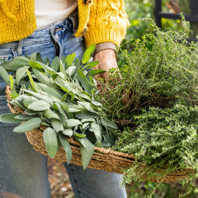 Starting a Herb Garden: Easy Tips for a Thriving Green Oasis