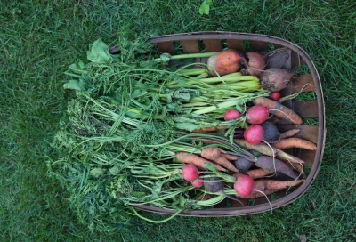 Veldale Growing Roots The Complete Guide to Growing Root Crops in an Organic Kitchen Garden ...
