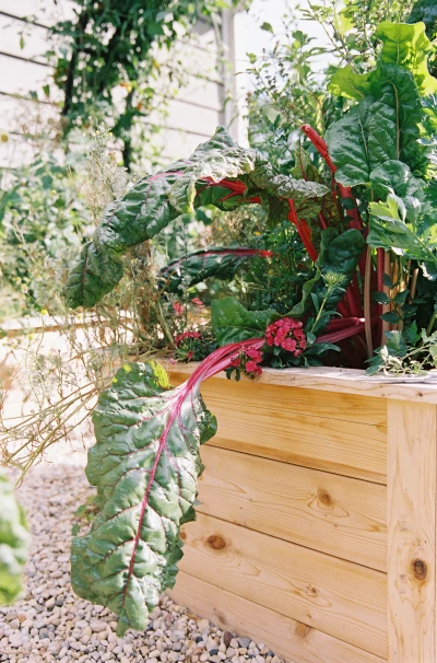 How to Grow Your Own Organic Swiss Chard from Seed • Gardenary